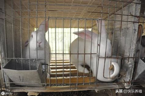 兔子皮膚病會自己好嗎 什麼動物可以貼在牆上